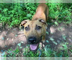 American Pit Bull Terrier Dogs for adoption in Charlotte, NC, USA