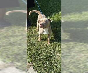 Staffordshire Bull Terrier Dogs for adoption in Houston, TX, USA