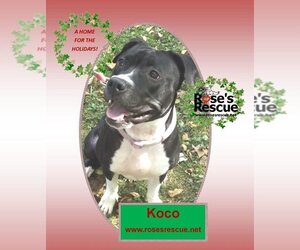 American Pit Bull Terrier-Unknown Mix Dogs for adoption in Rootstown, OH, USA