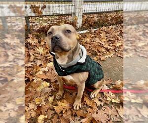 Bulldog-Staffordshire Bull Terrier Mix Dogs for adoption in Dedham, MA, USA