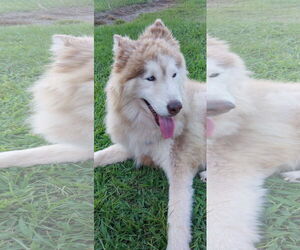 Siberian Husky Dogs for adoption in Cumming, GA, USA