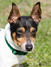 Rat Terrier Dogs for adoption in Troy, IL, USA
