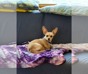 Chihuahua-Unknown Mix Dogs for adoption in Salt Lake City, UT, USA