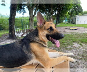 German Shepherd Dog Dogs for adoption in Fort Lauderdale, FL, USA