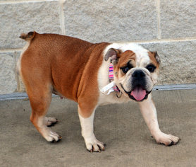 Bulldog Dogs for adoption in Akron, OH, USA