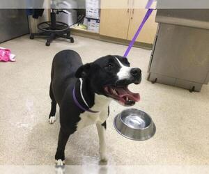 Mutt Dogs for adoption in Riverside, CA, USA