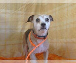 Beagle-Unknown Mix Dogs for adoption in Sacramento, CA, USA