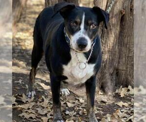 Border Collie-Unknown Mix Dogs for adoption in Denison, TX, USA