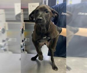 Labrador Retriever-Unknown Mix Dogs for adoption in Visalia, CA, USA