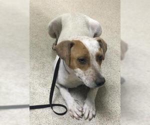 Mutt Dogs for adoption in Riverside, CA, USA