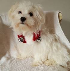 Maltese Dogs for adoption in Scottsboro, AL, USA