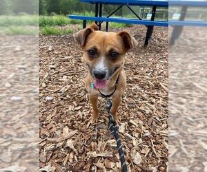 Chihuahua-Unknown Mix Dogs for adoption in Waterford, VA, USA