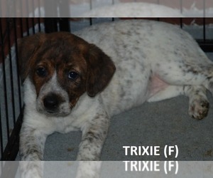 Mutt Dogs for adoption in Aurora, IN, USA