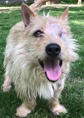 Cairn Terrier Dogs for adoption in Zionsville, IN, USA
