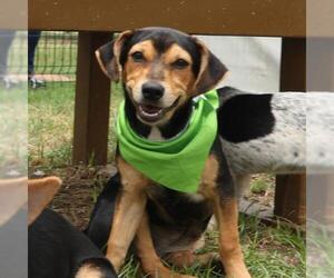 Mutt Dogs for adoption in San Antonio, TX, USA