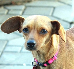 Chiweenie Dogs for adoption in Antioch, CA, USA