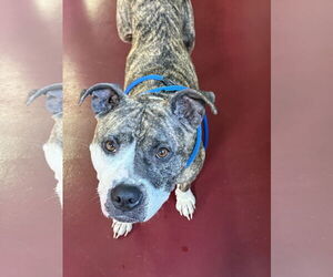 American Pit Bull Terrier-Unknown Mix Dogs for adoption in Webster, WI, USA