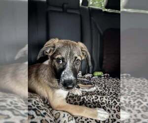 Australian Shepherd-Collie Mix Dogs for adoption in Mechanicsburg, PA, USA