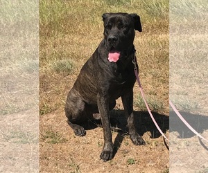 Great Dane Dogs for adoption in Yreka, CA, USA