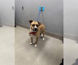 American Pit Bull Terrier-Unknown Mix Dogs for adoption in Las Vegas, NV, USA
