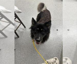 Border Collie-Unknown Mix Dogs for adoption in Pasadena, TX, USA