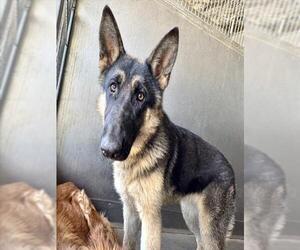 German Shepherd Dog Dogs for adoption in San Bernardino, CA, USA