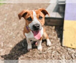 Treeing Walker Coonhound-Unknown Mix Dogs for adoption in McKinleyville, CA, USA