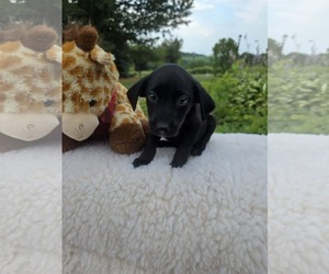 Labrador Retriever-Unknown Mix Dogs for adoption in SHERBURNE, NY, USA