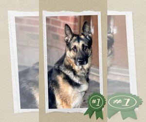 German Shepherd Dog Dogs for adoption in columbia, SC, USA