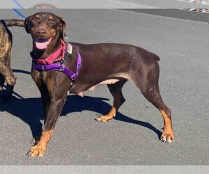 Doberman Pinscher-Unknown Mix Dogs for adoption in Alameda, CA, USA
