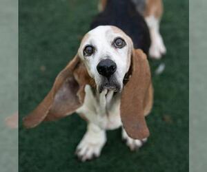 Basset Hound Dogs for adoption in Temple, GA, USA