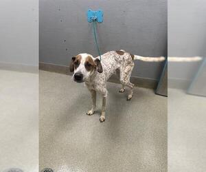 English Coonhound-Unknown Mix Dogs for adoption in Las Vegas, NV, USA
