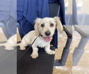 Doodle Dogs for adoption in Chula Vista, CA, USA