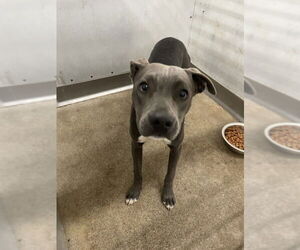 American Pit Bull Terrier-Unknown Mix Dogs for adoption in San Bernardino, CA, USA