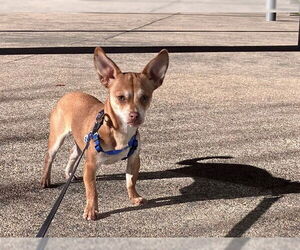 Chihuahua Dogs for adoption in Redwood City, CA, USA