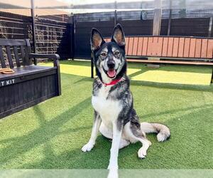 Siberian Husky Dogs for adoption in Orange, CA, USA