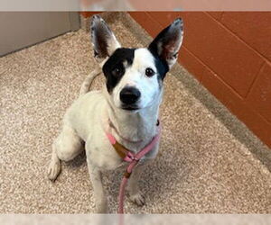 Mutt Dogs for adoption in Pueblo, CO, USA