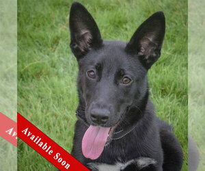 Medium Photo #1 Australian Kelpie-German Shepherd Dog Mix Puppy For Sale in Huntley, IL, USA