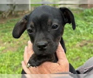 French Bullhuahua Dogs for adoption in Redwood City, CA, USA