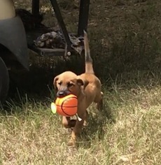 Coonhound-Labrador Retriever Mix Dogs for adoption in Jefferson, TX, USA