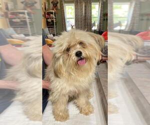 Mal-Shi Dogs for adoption in Benton, LA, USA
