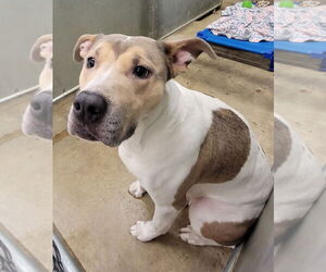 American Pit Bull Terrier Dogs for adoption in La Porte, IN, USA