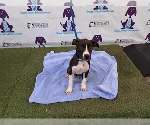 American Pit Bull Terrier Dogs for adoption in Orlando, FL, USA