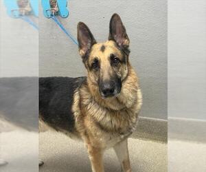German Shepherd Dog-Unknown Mix Dogs for adoption in Las Vegas, NV, USA
