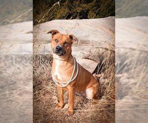 Black Mouth Cur-Unknown Mix Dogs for adoption in Oklahoma City, OK, USA