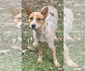 Mutt Dogs for adoption in Garden City, NY, USA