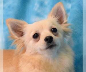 Pomeranian Dogs for adoption in Eureka, CA, USA