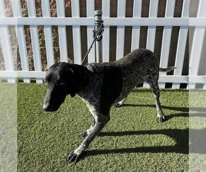 German Shorthaired Pointer Dogs for adoption in Modesto, CA, USA