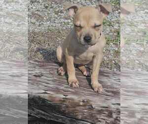 Mutt Dogs for adoption in Holly Springs, NC, USA