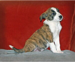 Parson Russell Terrier-Unknown Mix Dogs for adoption in Rockaway, NJ, USA